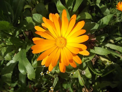 calendula: any plant of the genus Calendula, with yellow or orange flowers, often called marigolds. Used for...