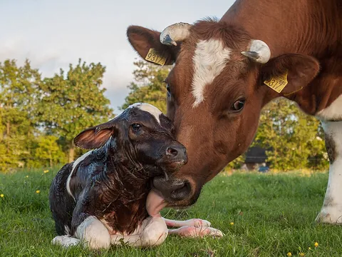 calf: a young cow or bull of any bovid, such as domestic cattle or buffalo