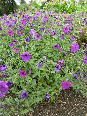 calibrachoa: any of the solanaceous plants of genus Calibrachoa
