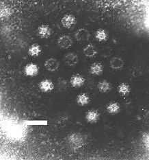 calicivirus: any virus of the family Caliciviridae