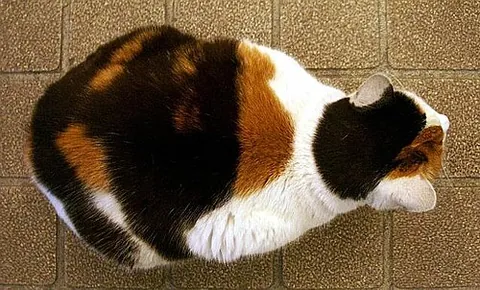 calico cat: a tortoiseshell and white domestic cat