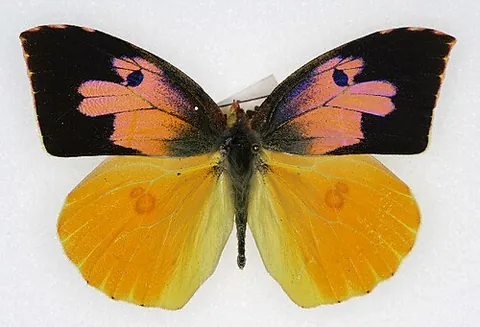 california dogface butterfly: zerene eurydice, a butterfly of the genus Zerene found in the US State of California