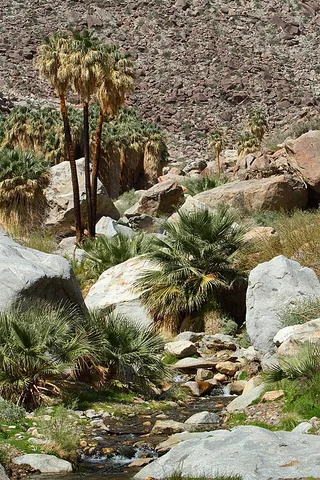 california fan palm: a palm tree native to spring-fed water sources in the deserts of southern California and...