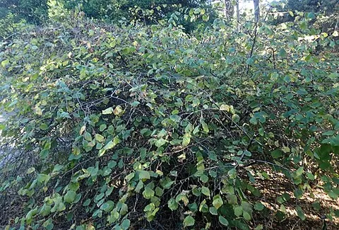 california hazelnut: a shrub with edible nuts, Corylus cornuta subsp. californica, native to the western edge of North...