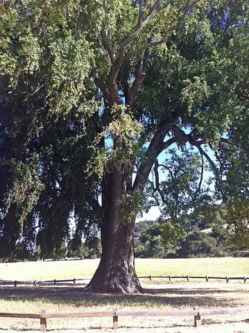 california laurel: umbellularia californica, a tree native to coastal forests of western North America