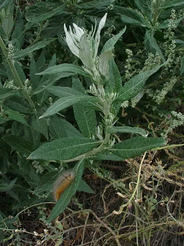 california mugwort: a fragrant perennial herb resembling mugwort native to western North America from Washington to...