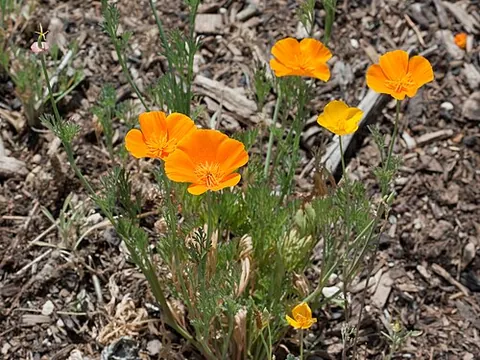california poppy: a popular flowering garden plant, Eschscholzia californica, native to the south-western United...