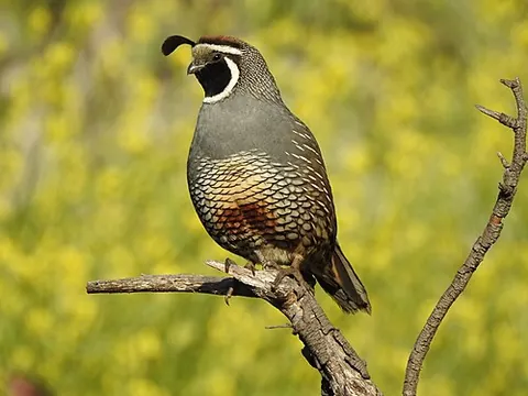california quail: a quail native to California and areas of neighboring states, but introduced elsewhere (Callipepla...