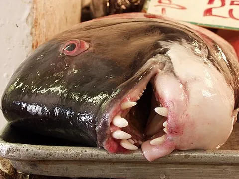 california sheephead: semicossyphus pulcher, a species of wrasse native to the eastern Pacific Ocean
