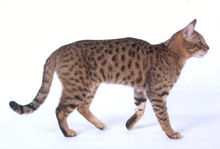 california spangled cat: a domestic cat of an extinct medium-sized, short-haired breed, originating in the United States...