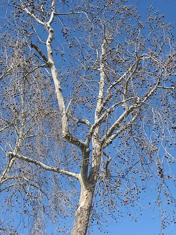 california sycamore: a tree of the species Platanus racemosa