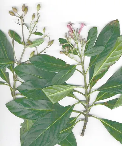 calisaya: a valuable Peruvian bark obtained from Cinchona calisaya and closely related species, from which...