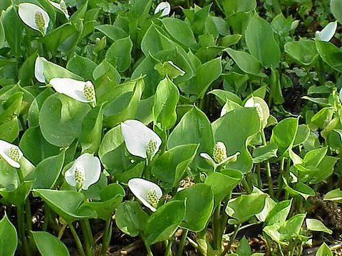 calla: a marsh plant native to cooler areas throughout the northern hemisphere, Calla palustris, having...