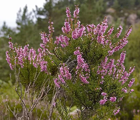 calluna: a common European heath/heather of species Calluna vulgaris