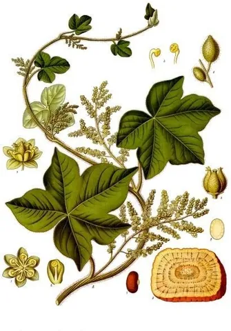 calumba: a bitter root of a plant (Jateorhiza palmata), indigenous to Mozambique, and used as a tonic and...