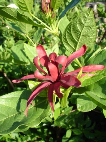 calycanthus: any of the genus Calycanthus of sweetshrubs