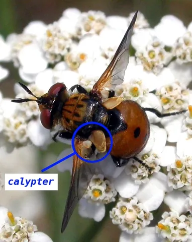 calypter: either of two rounded lobes at the posterior base of the wing in many true flies