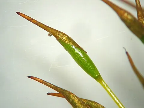 calyptra: in bryophytes, a thin hood of tissue that forms from the archegonium and covers the developing...