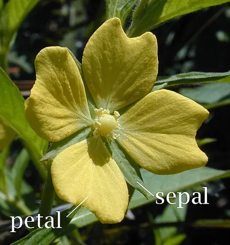 calyx: the outermost whorl of flower parts, comprising the sepals, which covers and protects the petals as...