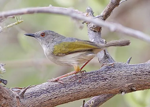camaroptera: any of several passerine birds in the genus Camaroptera