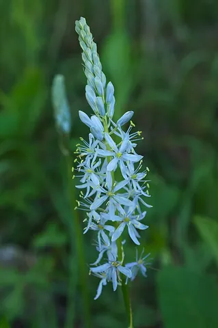 camas: any of the North American flowering plants of the genus Camassia