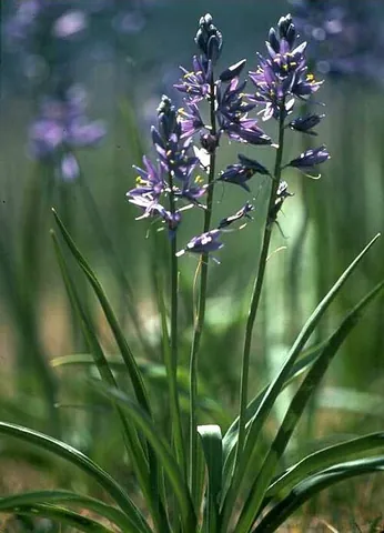 camassia: any of the genus Camassia of flowering plants, the camases