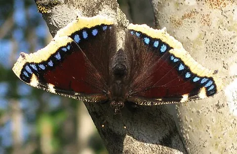 camberwell beauty: a large butterfly, Nymphalis antiopa, native to Eurasia and North America