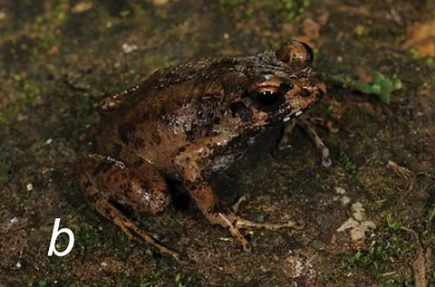 cambondo screeching frog: arthroleptis carquejai, a species of screeching frog