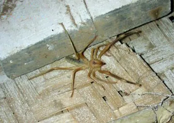 camel spider: any fast-moving, predatory desert arachnid belonging to the order Solifugae having massive paired...
