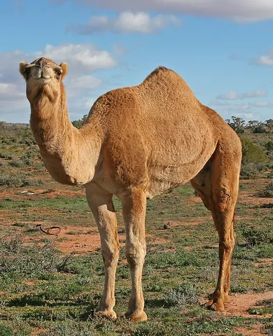 camel: a mammalian beast of burden, much used in desert areas, of the genus Camelus