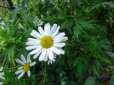 camomile: matricaria chamomilla, German chamomile or Hungarian chamomile, with fragrant flowers used for tea,...