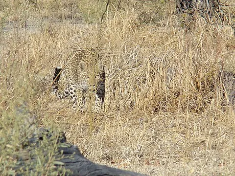 camouflage: a disguise or covering up