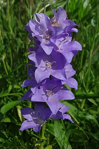 campanula: any plant of the genus Campanula