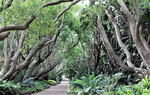 camphor tree: an aromatic, glossy-leaved evergreen tree native to eastern Asia (Cinnamomum camphora, Camphora...