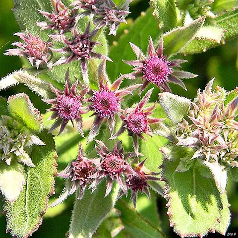 camphorweed: any member of species of the genus Pluchea of flowering plants in the Asteraceae family