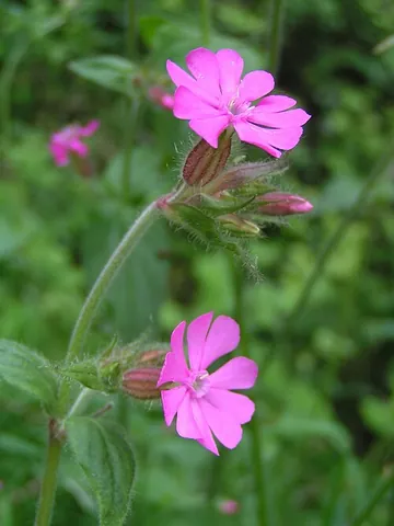 campion: some flowering plants of the genus Lychnis