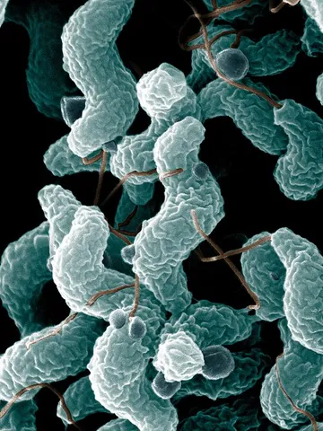 campylobacter: any bacteria of the genus Campylobacter; a principal cause of food poisoning