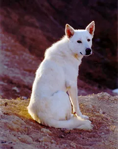 canaan dog: a herding dog native to Israel