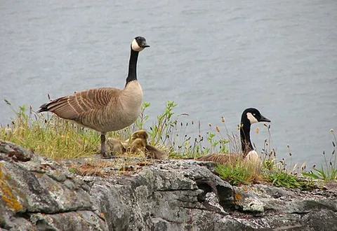 canada goose: a large goose, Branta canadensis