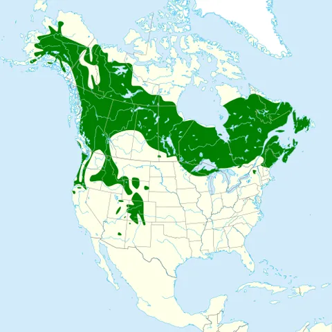 canada jay: any member of the species Perisoreus canadensis of jays of northern North America