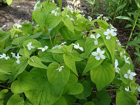 canada violet: viola canadensis, native to most of temperate and cool North America