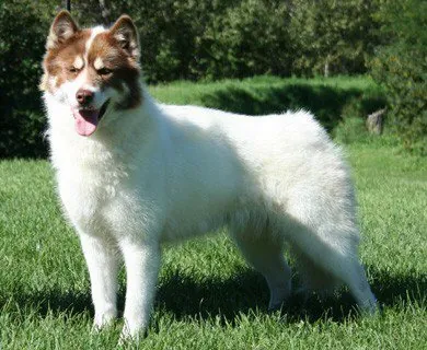 canadian eskimo dog: a breed of working dog from the Arctic