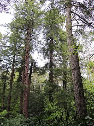 canadian hemlock: tsuga canadensis