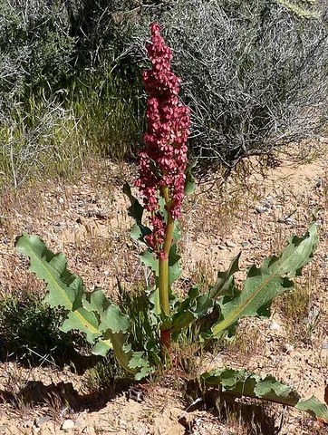canaigre: rumex hymenosepalus, a species of dock native to southwestern North America with edible red stems...