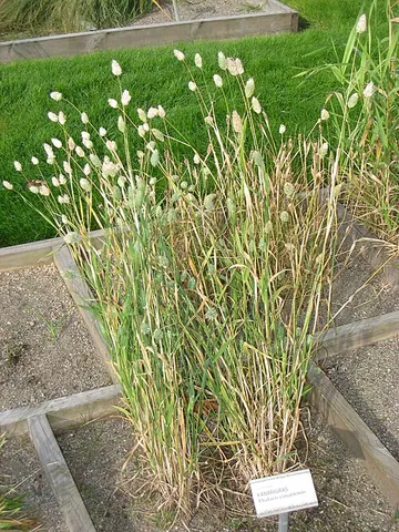 canary grass: grass of species Phalaris canariensis, whose seeds are used as birdseed, believed to be native to...