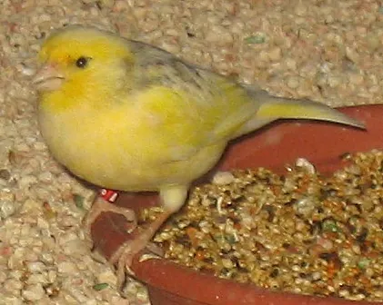 canary: a small, usually yellow, finch (genus Serinus), a songbird native to the Canary Islands