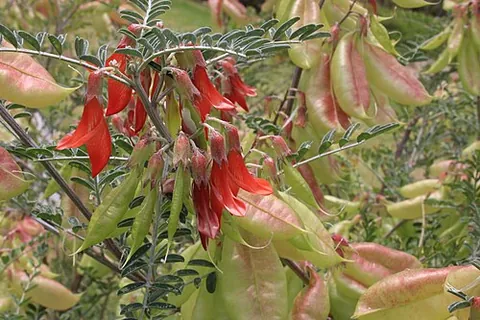 cancer bush: a legume native to Southern Africa that grows red flowers and bloated pods, often used in folk...