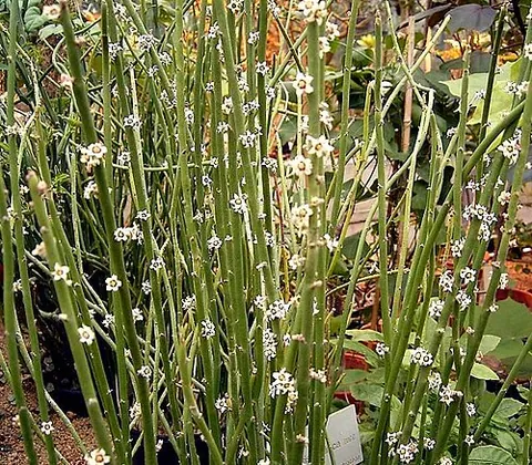 candelilla: a type of flowering succulent plant, native to Texas and northern Mexico, of species Euphorbia...