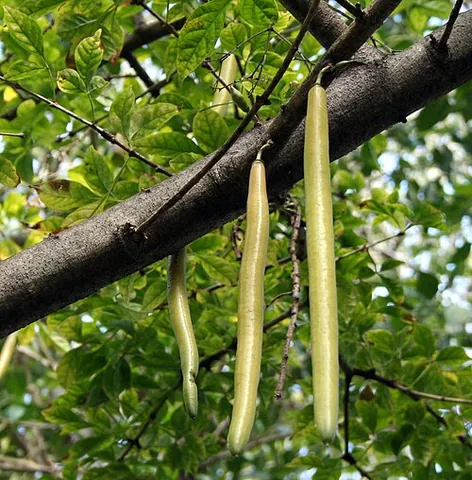 candle tree: parmentiera cereifera, principally of Central America, a tree with long cylindrical fruits that...