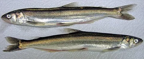 candlefish: an oily edible fish, Thaleichthys pacificus, from the northern Pacific, that was once dried and...